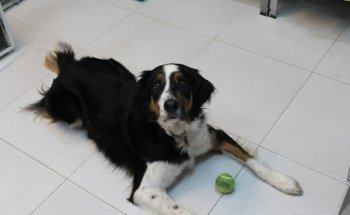 Mican Centro Veterinario