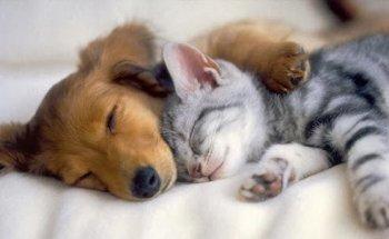 MBVET-Clínica Veterinária