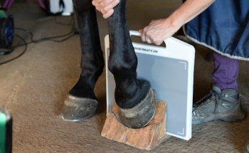 EKIVET Vétérinaire équin