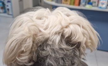 Centro de Servicios Veterinarios Osca S.L.