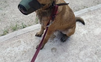 Clínica Veterinaria Albéitar