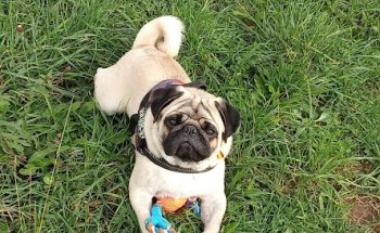 CENTRO VETERINARIO BUELNA