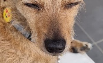 Veterinarios el Higueron