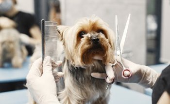 Surveco Veterinarios