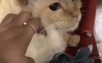 Clínica Veterinaria Kora