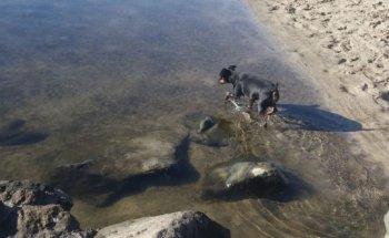 Centro Veterinario Ancares Courel