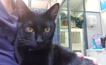 CLINICA VETERINARIA DOMESTICS BENAGUASIL