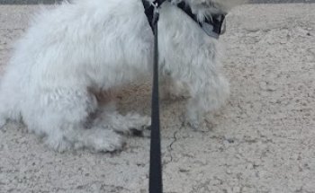 Veterinari de l'Ebre