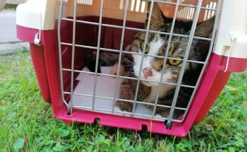 Clínica Veterinaria Bezana