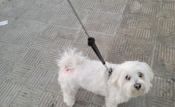 Clinica Veterinaria Benacazón