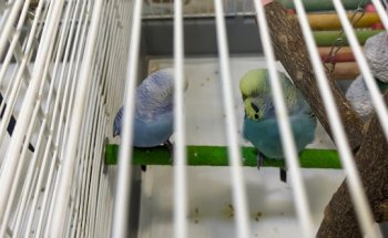 Selvätica — Clínica Veterinaria de animales exóticos