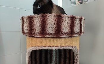 Clínica Veterinaria Gerardo Rojo