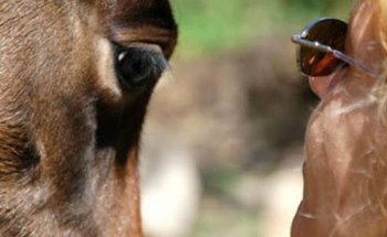 Clinica Veterinaria Mon Animal Berga