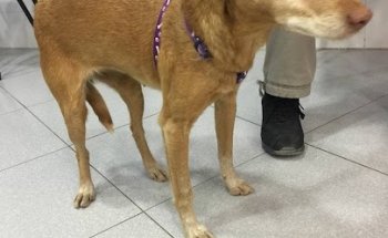 Clinica Veterinaria Francisco López Navarro