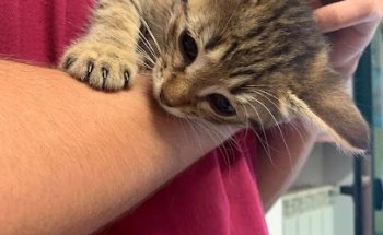 Centro Veterinario Zalavet