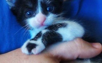 Clínica Veterinaria Cabanillas