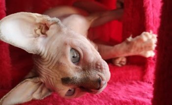 Clínica Veterinària Natura