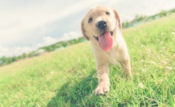 NG Centre Veterinari Calella