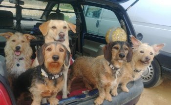 Clínica Veterinària Cadells