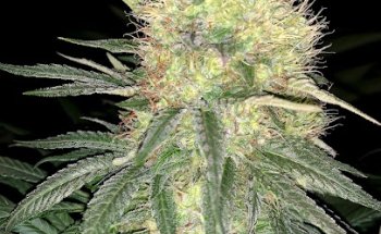 Miguel Angel Mancebon Cisneros