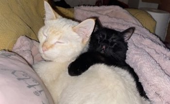 Noavet centre veterinari