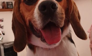 Blau Veterinaris Canet de Mar