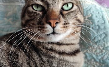 Aurora Centre Veterinari