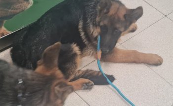 Clinica Veterinaria Eudog