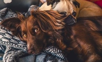 Amics Peluts Centre Veterinari