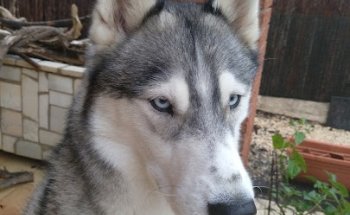 Ciro de Alaminos Clínica veterinaria