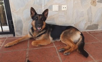 Clinica Veterinaria Carlet