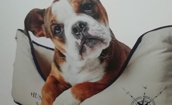 La Mascota Centre Veterinari