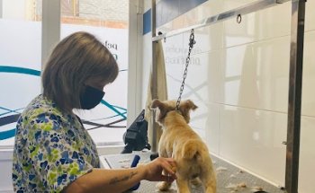 Huellas Centro Veterinario