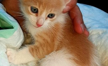 Centre Veterinari Castellbisbal