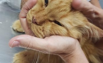 Medivet Via Veterinària Castellbisbal