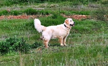 Clínica Veterinaria MOVILVET El Casar