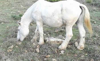Centro Veterinario Vdc