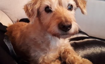 Clínica Veterinària Novavet