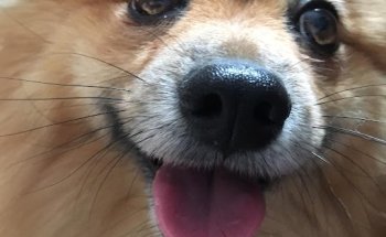 Bitxos Veterinaria y Perruqueria