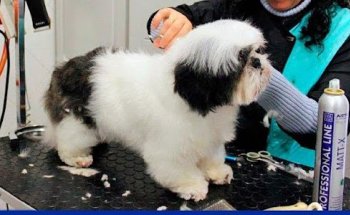 Clínica Veterinaria Fábula