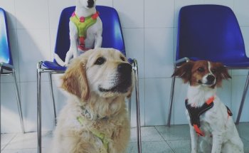 Centre Veterinari Palau