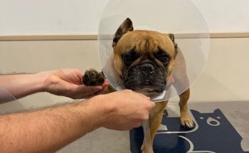 AniCura Lauro Hospital Veterinari