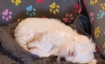 Clínica Veterinaria Tartessos