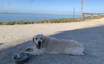 Clinica Veterinaria Levante