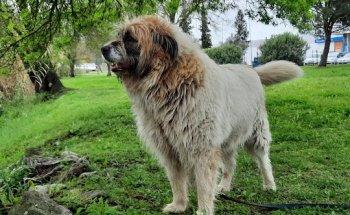 Hospital Veterinário Muralha de Évora