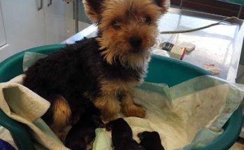 CLÍNICA VETERINARIA RISTORI