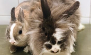 Centro Veterinario Chiva