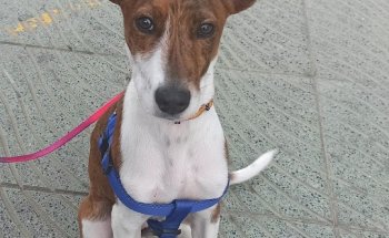 Clínica Veterinaria Armilla