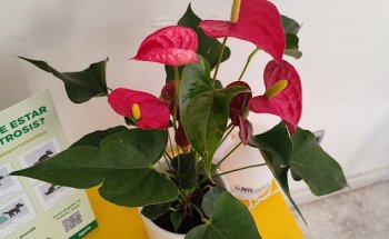 centre veterinari Santa Catalina