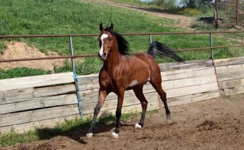 Marta Becerro Servicios Veterinarios